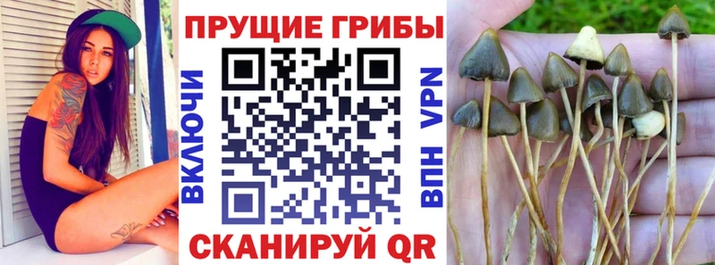 Псилоцибиновые грибы Psilocybine cubensis  Чадан 